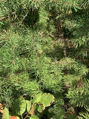 Pinus banksiana