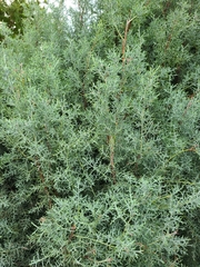 Cupressus arizonica