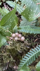 Maianthemum dilatatum