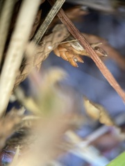 Coleataenia rigidula