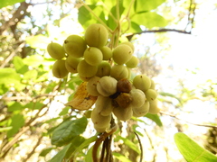 Boquila trifoliolata