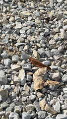 Dissosteira carolina