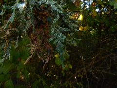 Austrocedrus chilensis