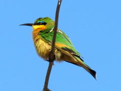 Merops pusillus argutus