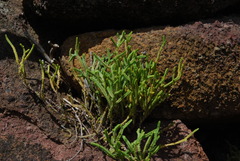 Crassula muscosa muscosa