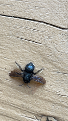 Melissodes bimaculatus