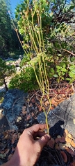 Eriogonum nudum