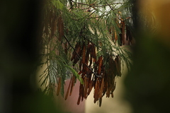 Leucaena leucocephala