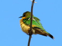 Merops pusillus argutus