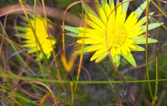 Oedera imbricata