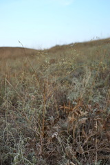 Palimbia rediviva