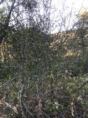 Cercocarpus betuloides