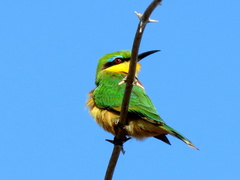 Merops pusillus argutus