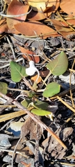 Eriogonum nudum