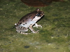 Leptobrachium hasseltii