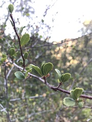 Cercocarpus betuloides