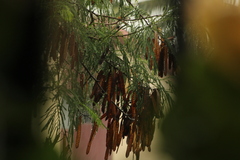 Leucaena leucocephala