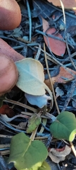 Eriogonum nudum