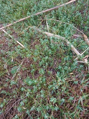 Polygonum arenastrum