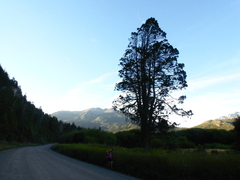 Austrocedrus chilensis