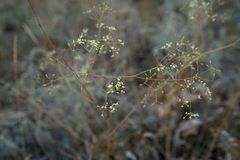 Palimbia rediviva
