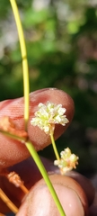 Eriogonum nudum