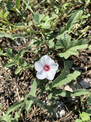 Convolvulus equitans