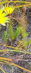 Oedera imbricata