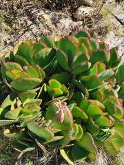Cotyledon orbiculata