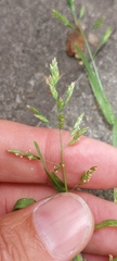 Poa annua