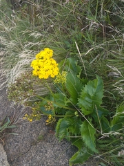 Leontodon hochstetteri