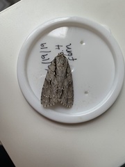Acronicta lobeliae