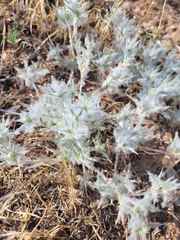 Munroa squarrosa