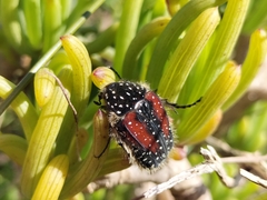 Trichostetha bicolor