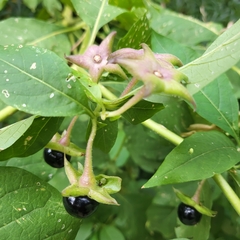Atropa belladonna
