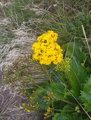 Leontodon hochstetteri