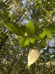 Ulmus americana