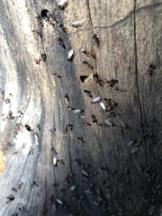 Crematogaster scutellaris