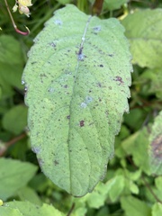 Impatiens noli-tangere