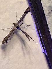 Anstenoptilia marmarodactyla