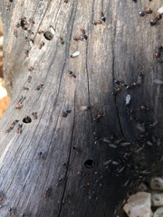 Crematogaster scutellaris