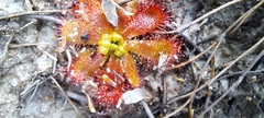 Drosera trinervia