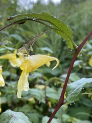 Impatiens noli-tangere