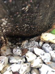 Crematogaster scutellaris