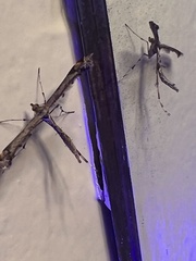 Anstenoptilia marmarodactyla