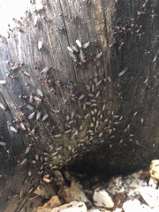 Crematogaster scutellaris