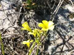Oxalis pes-caprae pes-caprae