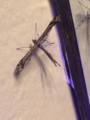 Anstenoptilia marmarodactyla