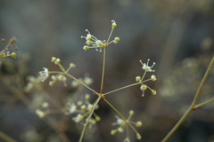 Palimbia rediviva