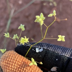 Eriogonum inflatum